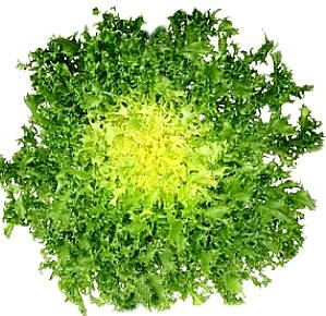 Escarola (Cichorium endivia variedad crispum o crispa)
