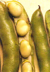 Haba (Vicia faba)
