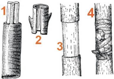 Los diferentes fases del injerto de cañutillo: 1-recorte del cañutillos, 2-cañutillo con su yema ya recortado, 3-recorte del rodete del patrón, 4-Patrón con el rodete ya abrazado y sujeto; la yema debe quedar libre para que pueda crecer