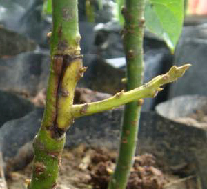 Un injerto de canutillo ya consolidado