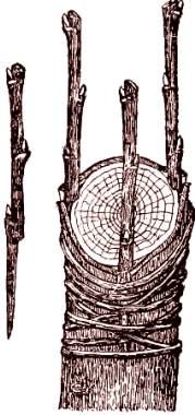 Injerto de corona con tres puas