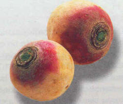 Nabo (Brassica napus)