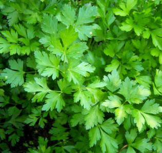 Perejil (Petroselinum sativum o Petroselinum hortense)