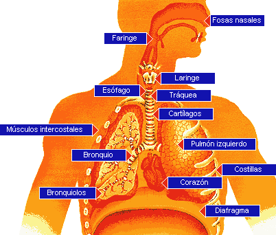 Aparato respiratorio