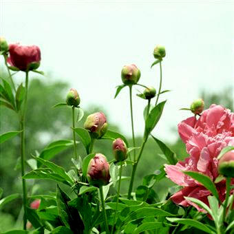 Los autótrofos son plantas verdes (que poseen clorofila) capaces de elaborar su propio alimento mediante la fotosíntesis