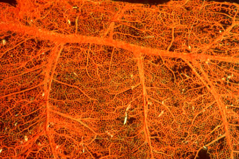 Los capilares son una extensa red de vasos sanguíneos microscópicos. Sus características permiten que las arterias y venas se comuniquen para devolver la sangre al corazón