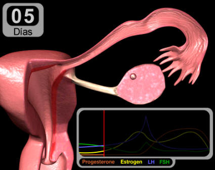 Diagrama del ciclo menstrual