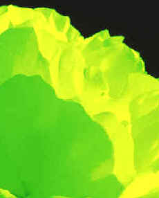 Mediante la fotosíntesis las plantas verdes pueden sintetizar una gran variedad de hidratos de carbono