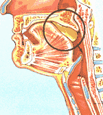 Durante la deglución, con el paso del bolo alimenticio a la faringe, queda taponada la entrada a la tráquea y la cavidad nasal