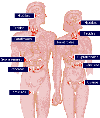 Sistema endocrino