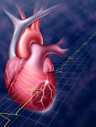 El nódulo senoauricular es el marcapasos del corazón, su estímulo nervioso propicia el latido, que se inicia en la base de la vena cava superior, en la aurícula derecha