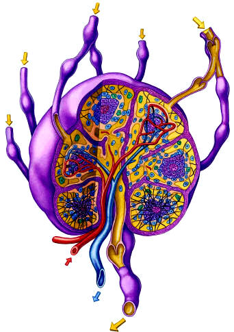 Los ganglios linfáticos son unos nódulos con capacidades de filtrado de bacterias, y de producción de sustancias inmunitarias