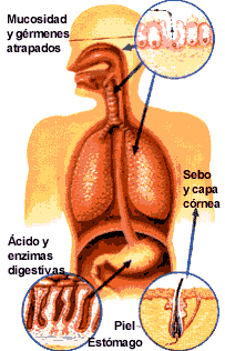 Defensas orgánicas externas