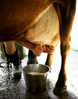 El calcio es un elemento básico en la formación de huesos y dientes. Se encuentra principalmente en la leche y sus derivados
