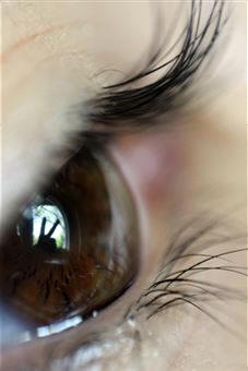 Órganos anexos de la vista