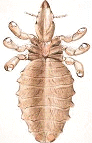 Insectos como los piojos o los mosquitos, son vectores que propagan variadas enfermedades contagiosas