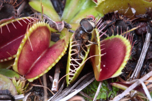  Todos los seres vivos, incluidos los vegetales, tienen la capacidad de relacionarse con el medio que les rodea. Algunas plantas, como las carnívoras, incluso han desarrollado sensibilidad al tacto que les permite "cazar" su alimento