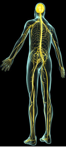 Sistema nervioso cerebroespinal