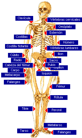 Sistema esquelético
