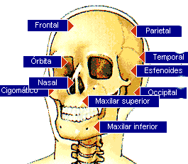 Huesos del cráneo