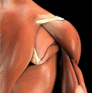 Una de las funciones principales de las proteínas es la creación de tejido corporal