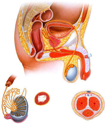 Ilustración del sistema reproductor masculino mostrando los testículos