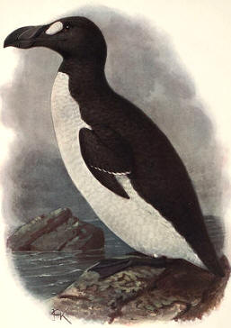 Ilustración de la extinguida Alca gigante (Alca Impennis)