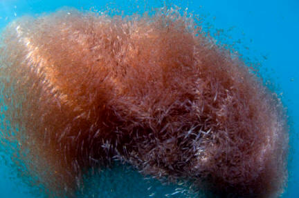 Banco de Krill. La Antártida parece tener un excedente en las poblaciones de este crustáceo