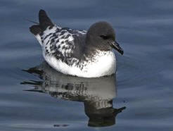 Petrel Damero del Cabo o Petrel pintado (Daption capensis)