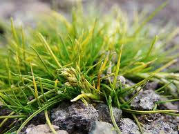 Deschampsia Antarctica