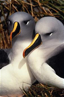 Albatros de cabeza gris (Diomedea chrysostoma)