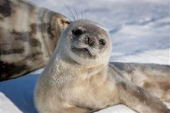 Cría de foca de Weddell (Leptonychotes Weddelli)