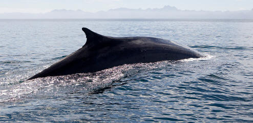 Ballena de Aleta o Rorcual Común (Balaenoptera Physalus)
