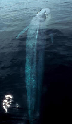 Ballena azul (Balaenoptera musculus)