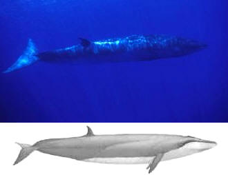 Ballena Boba o Rorcual del Norte (Balaenoptera Borealis)