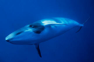 Ballena Enana o Rorcual Aliblanco (Balaenoptera Acutorostrata)