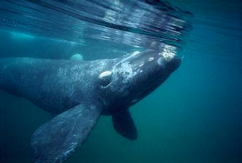Ballena Franca Meridional o Austral (Eubalaena Australis)
