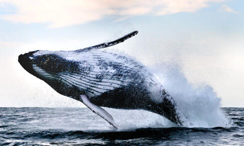 Yubarta o Ballena jorobada (Megaptera Novaeangliae)