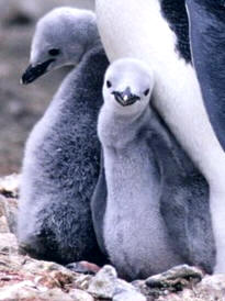Polluelos de pingüino Barbijo