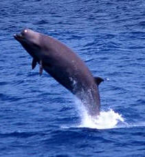 Calderón Austral (Hyperoodon Planifrons)