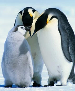Pareja de pingüinos Emperador (Aptenodytes fosteri) con su polluelo