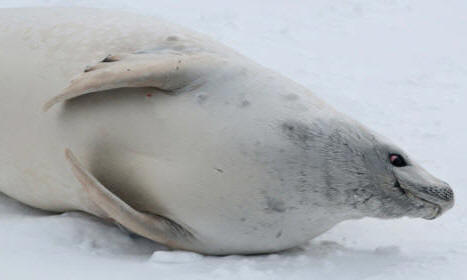 Foca cangrejera (Lobodon carcinophagus)