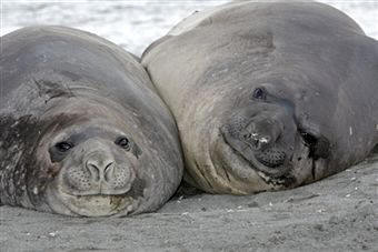 Foca de Ross (Mirounga leonina)