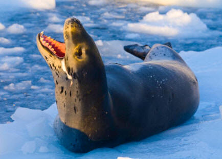 Foca Leopardo (Hydrurga leptonyx)