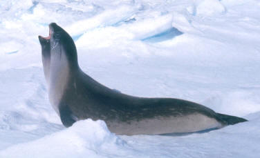 Foca de Ross (Ommatophoca rossi)