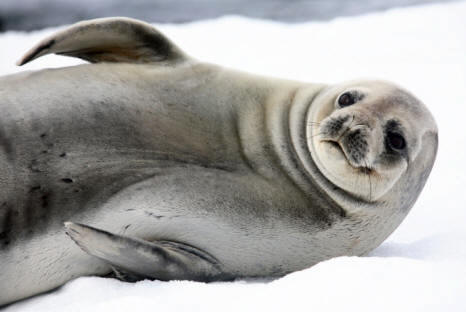 Foca de Weddell (Leptonychotes Weddelli)