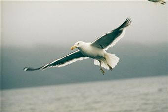 Gaviota Dominicana o Cocinera (Larus dominicanus)