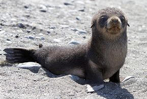 Cría de Lobo fino antártico (Arctocephalus gazella)