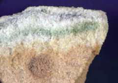 Microorganismos sobre una roca antártica