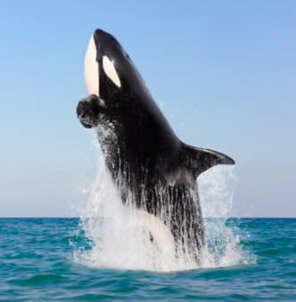 Orca (Orcinus Orca)